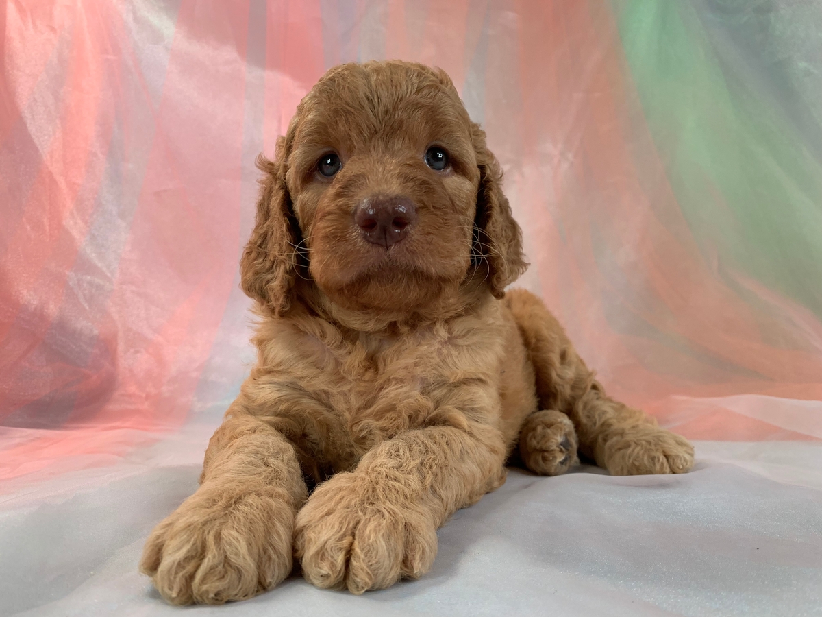Female Miniature Goldendoodle for Sale DOB 5-22-2022 $1800